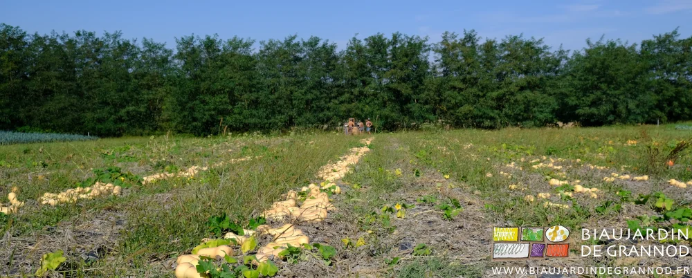 photo d'un carré de courge sur fond de haie bocagère de feuillus de pays