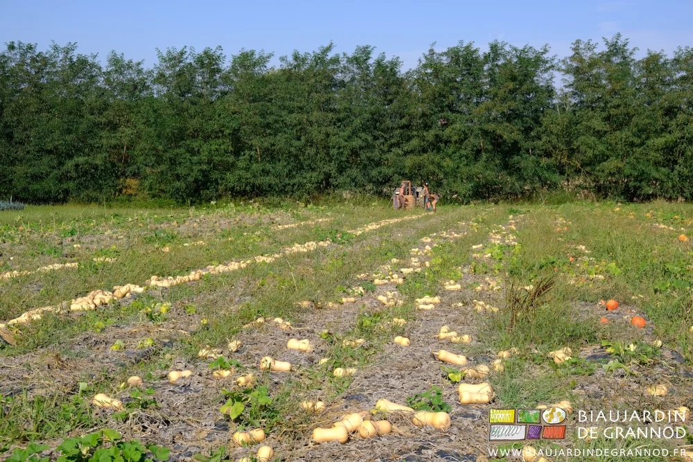 photo des butternut alignées au sol pour séchage avant reprise manuelle