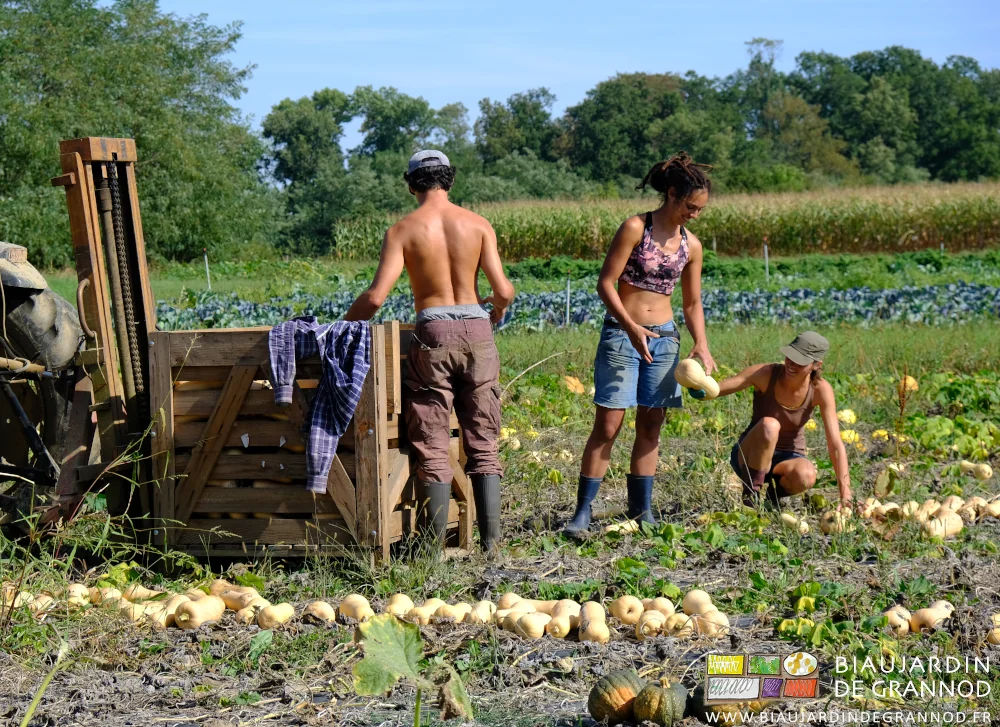 photo de 3 Biaux Jardiniers qui font la chaîne pour ranger les courges en palox