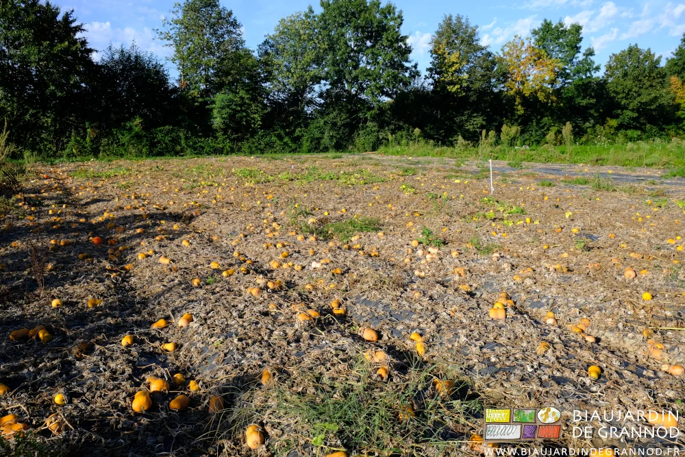 photo du carré de petites courges coupées en cours de séchage