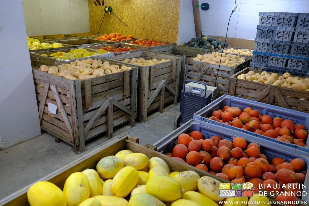 photo de palox de courge rangés en local tempéré et ventilé