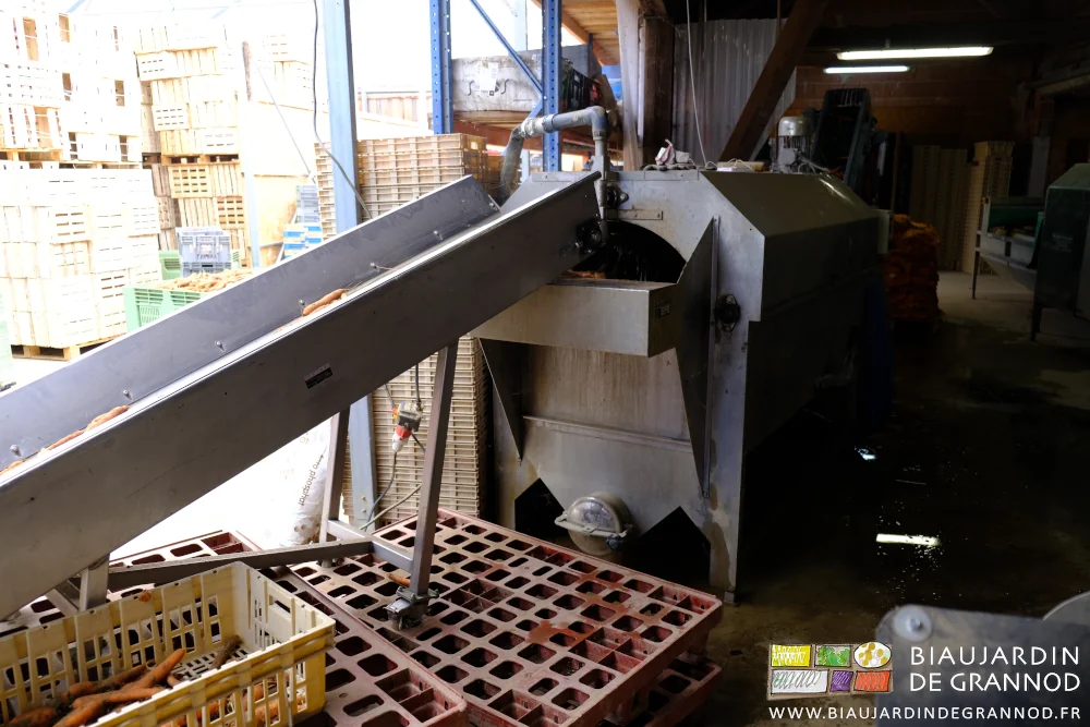photo du premier tapis élévateur qui monte les carottes dans la laveuse