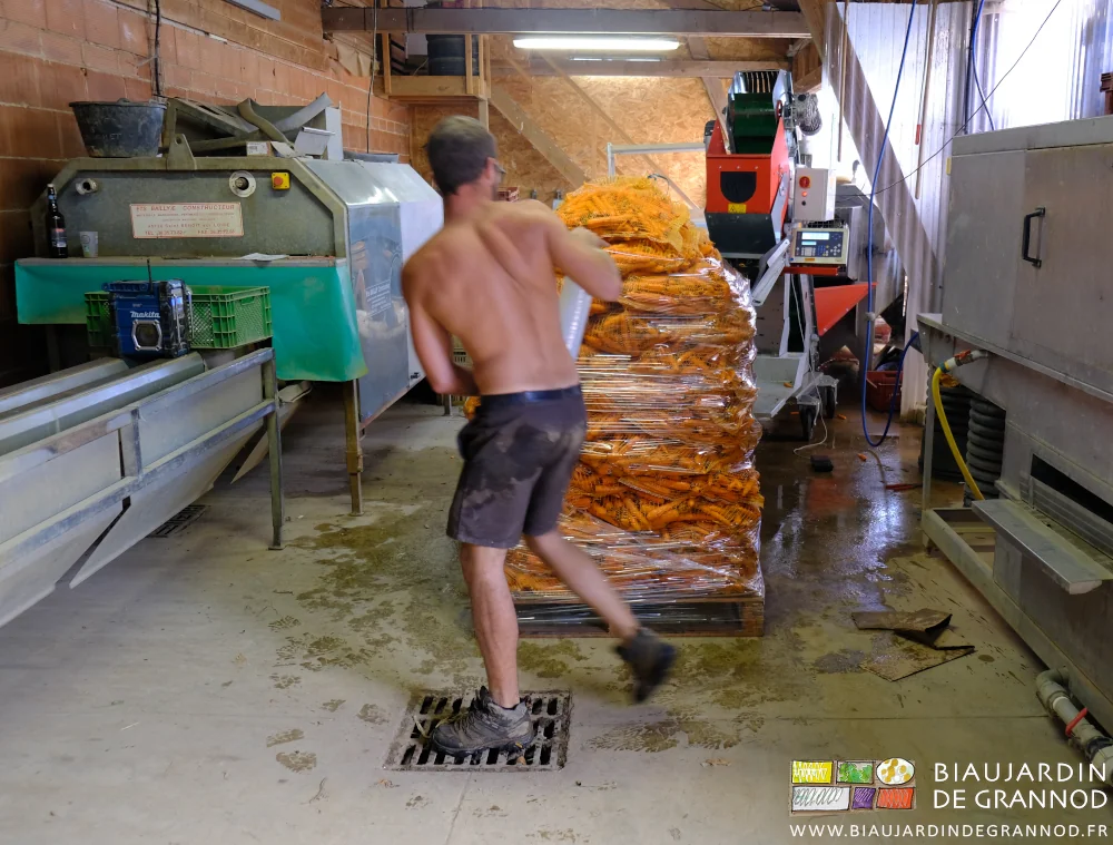 photo de Matthieu déroulant autour d'une palette de carotte en filet le rouleau de film étirable