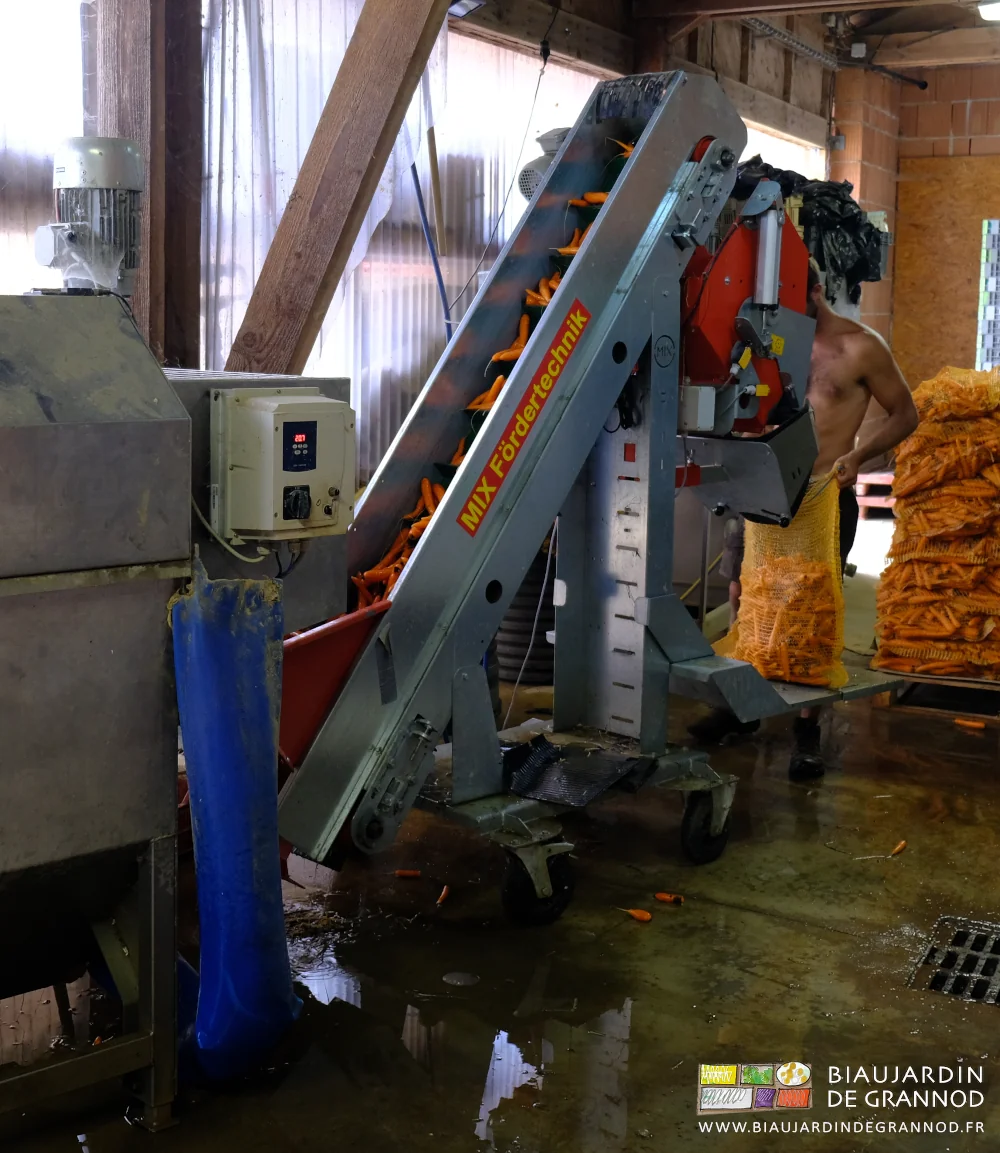 photo du tapis élévateur garni de carottes en route vers le bac peseur