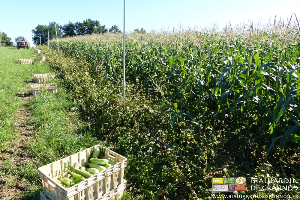 photo du carré de maïs doux longé d'une culture de sarrasin fleurie