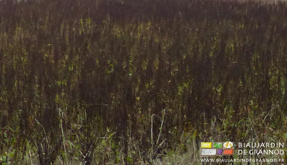 photo d'une parcelle garnie de rumex en graine 2 mois après non travail