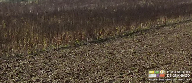 photo de rumex en graine défolié et enterré