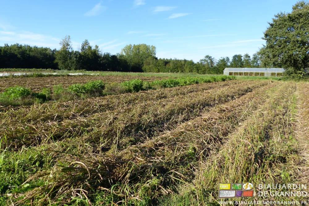 photo de planches de sorgho roulées et séparées par une bande fleurie permanente