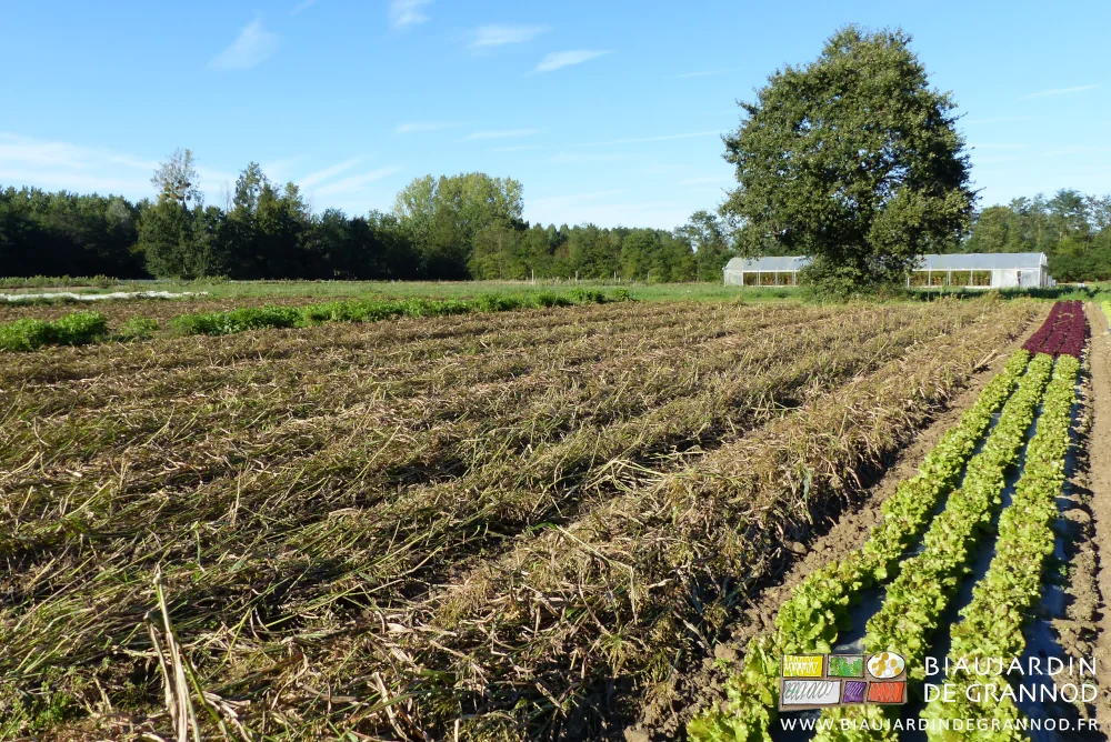 photo de planches couvertes de sorgho couché et plié par le roloflex