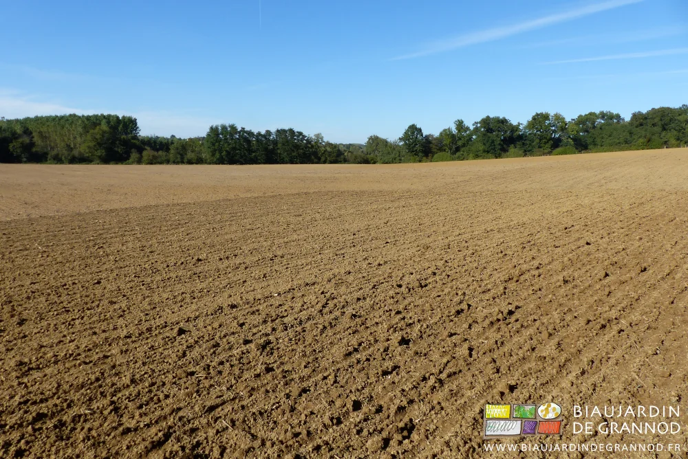 photo d'ensemble d'une des parcelles de céréale reprise pour semis d'engrais vert