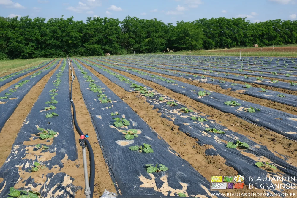 photo des allées sans adventices dans le carré de courge