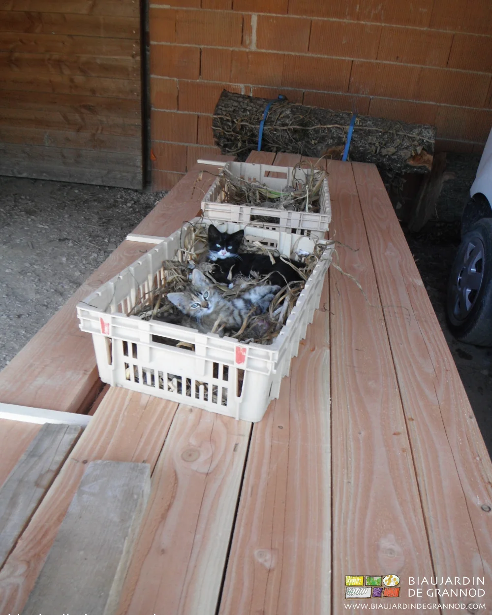photo des planches qui sèchent sous les chats qui dorment