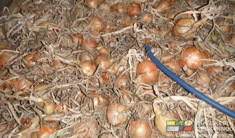 photo de la gaine d'une sonde température installée dans un palox d'oignon