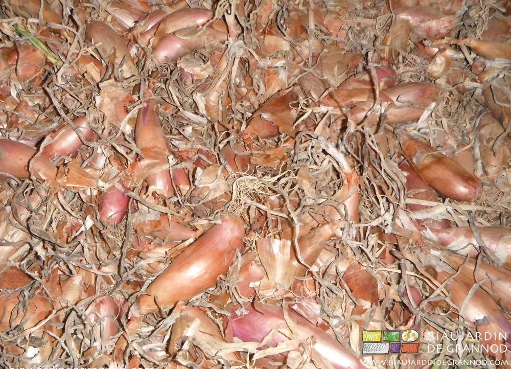 photo de palox d'oignon long en cours de séchage