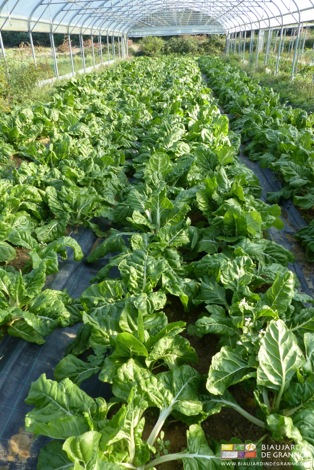 photo du tunnel de cote de bette bressane bien développée