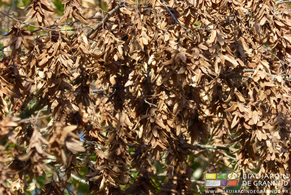 photo de cépée entièrement sèche