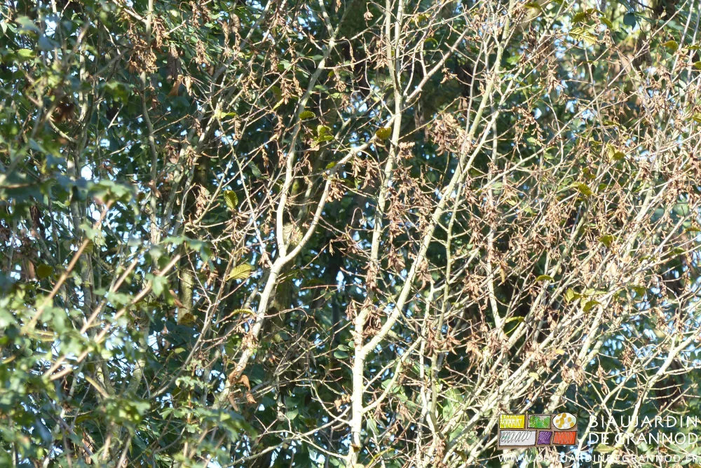 photo de cépées en cours de déssèchement