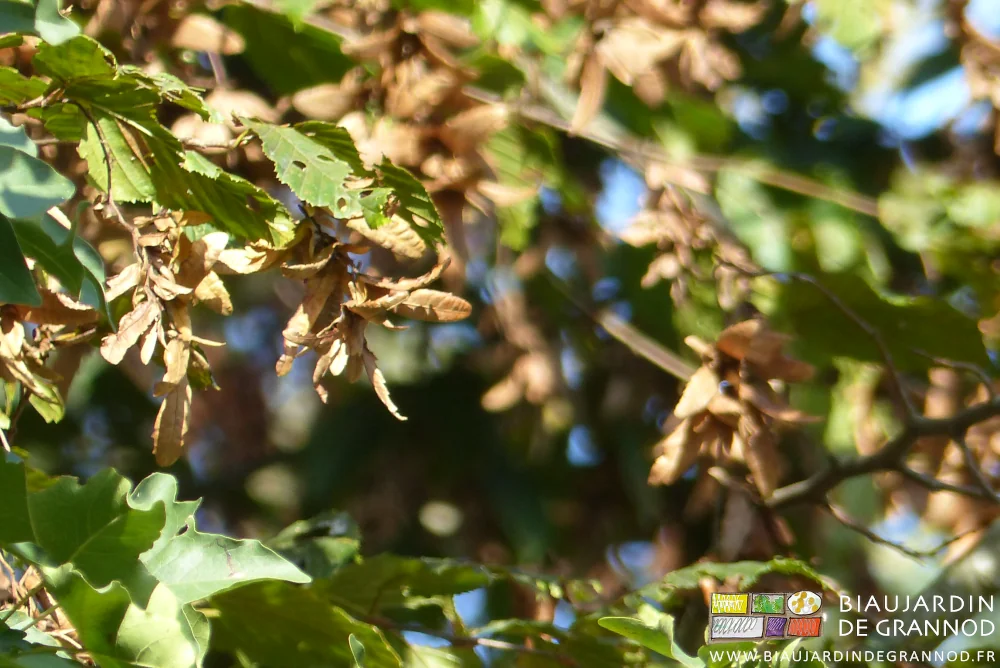 photo d'un jeune hêtre aux feuilles soit vertes soit entièrement fanées