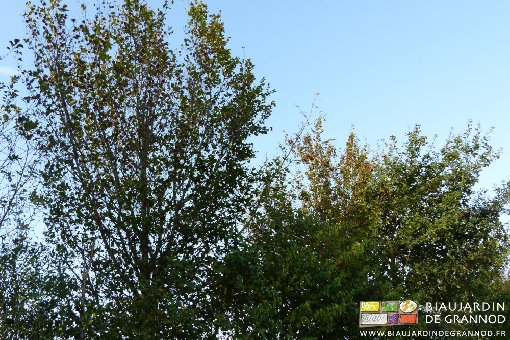 photo d'arbres de haut jet perdant leurs feuilles