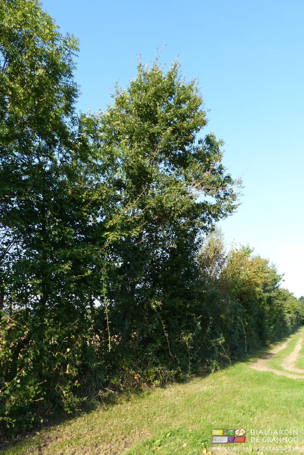 photo d'une haie bocagère diversifiée plantée le long du jardin