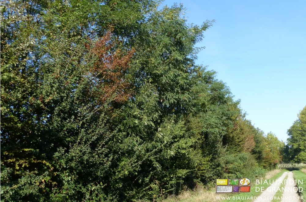 photo de branches et arbres secs dans une haie le long du jardin