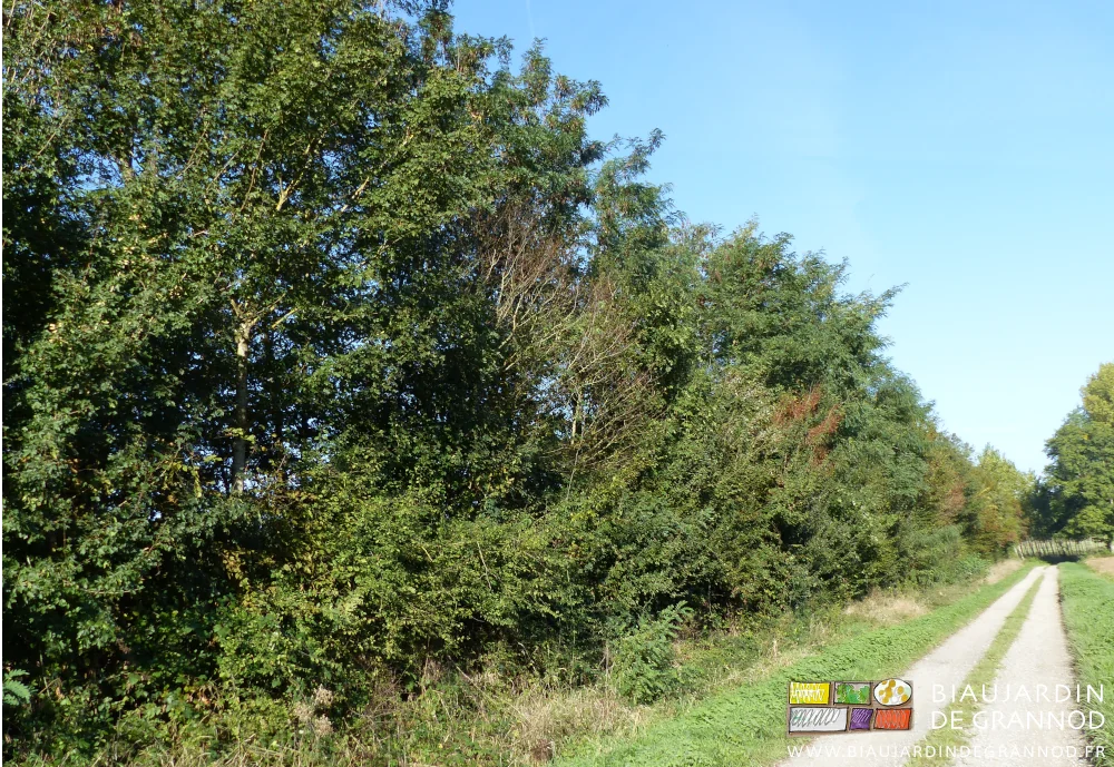 photo de haie avec des arbres déssechés