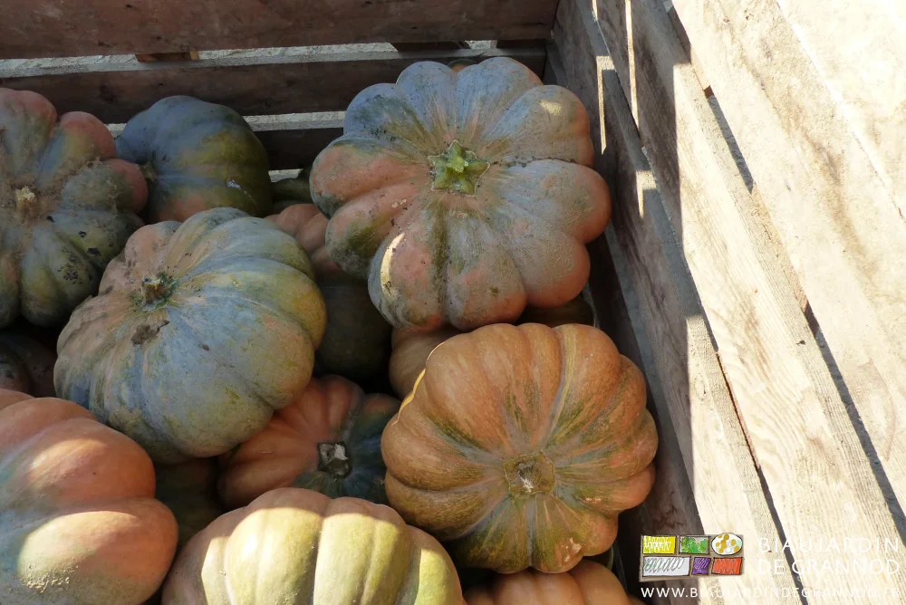 photo de courge musquée de Provence récoltée en palox