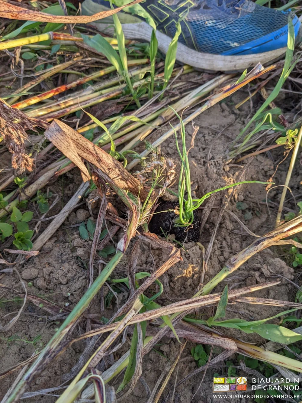 photo d'une motte d'oignon plantée sur planche couverte de sorgho roulé