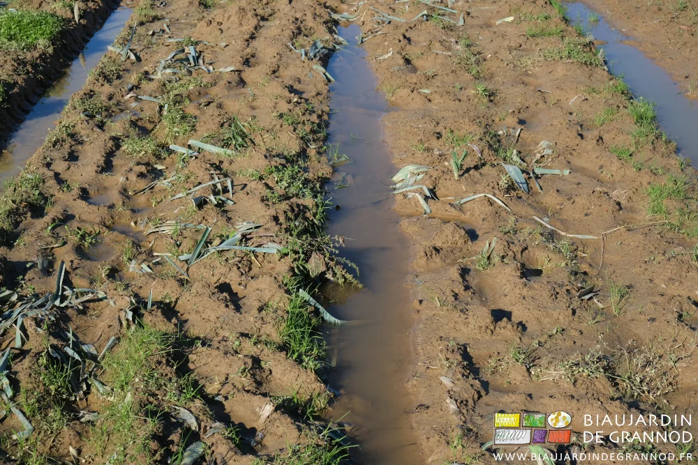 photo d'allées permanentes pleines d'eau dans les récoltes de poireau