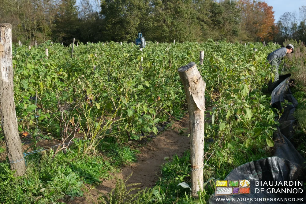 photo de Vivien enlevant les fixation des toiles d'allée des aubergines