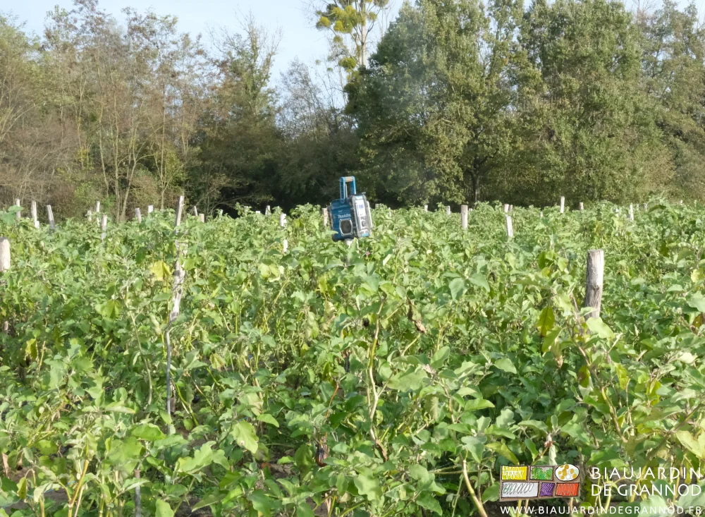 photo du poste trônant sur un des piquets au milieu du carré d'aubergine
