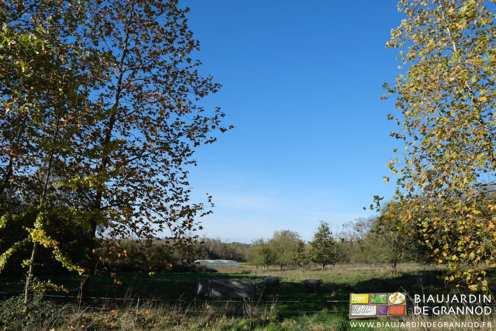 photo du jardin et feuilles d'automne sous ciel bleu