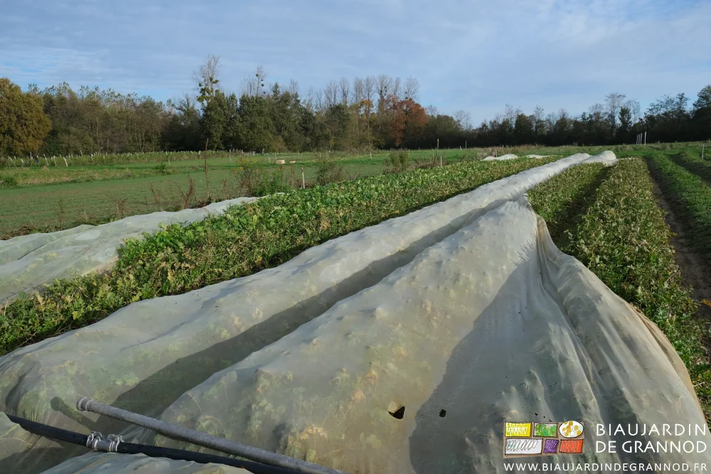 photo de filet partiellement décroché sur radis navet d'hiver