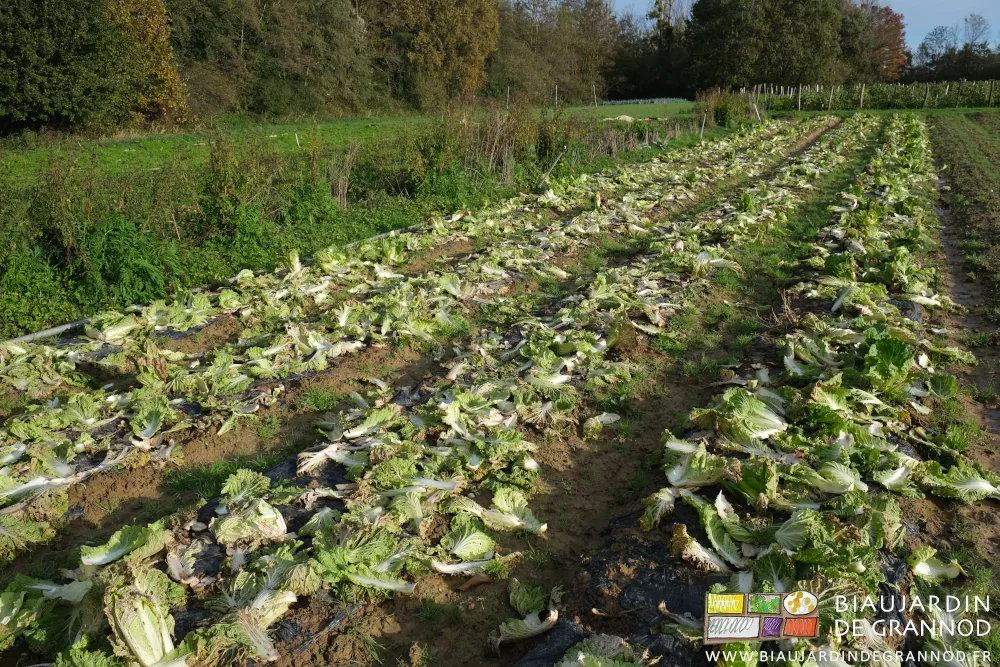 photo des planches de pé-tsaï après récolte couvertes des feuilles abimées