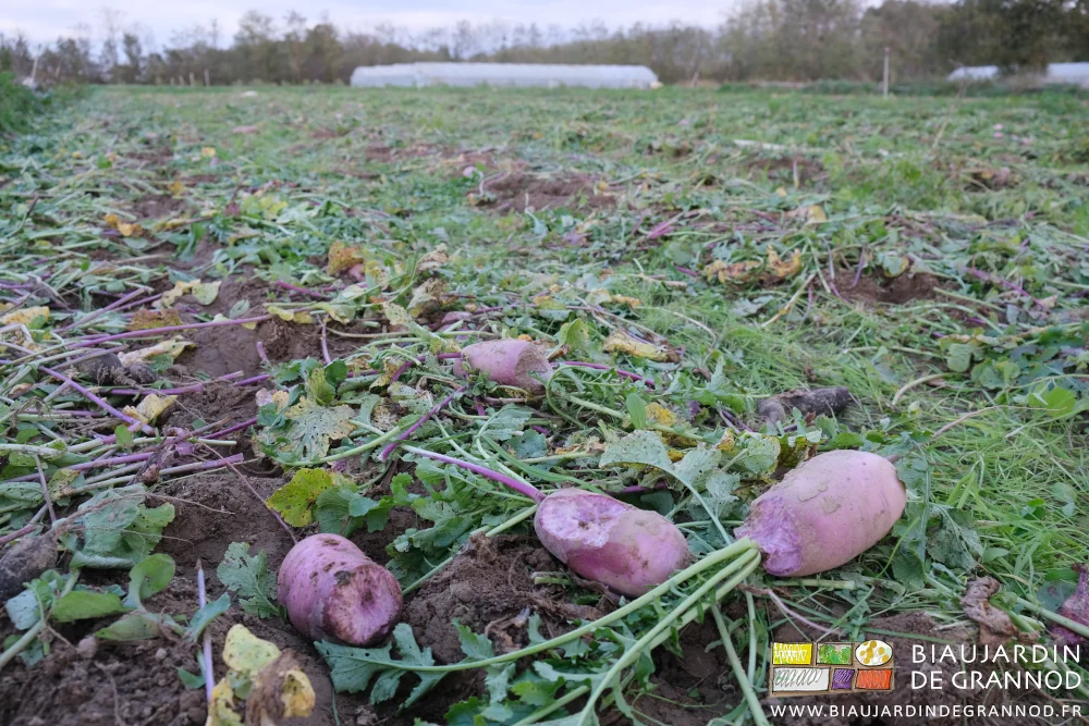 photo avec premier plan de radis violet rongés dans un carré de radis navet sur fond de tunnels