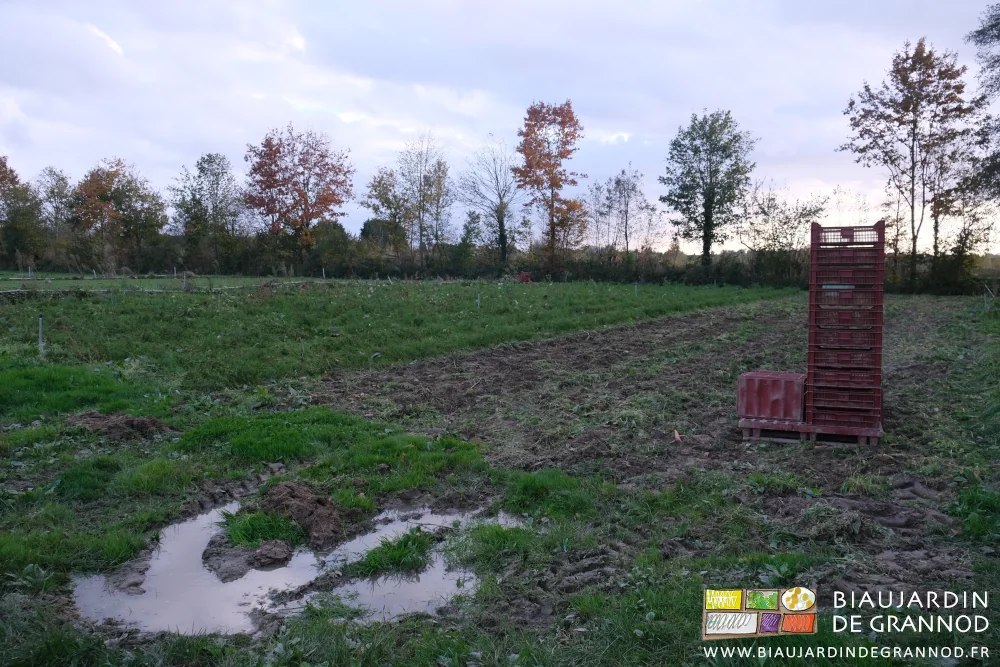 photo d'eau stagnante au bord d'un carré de carotte