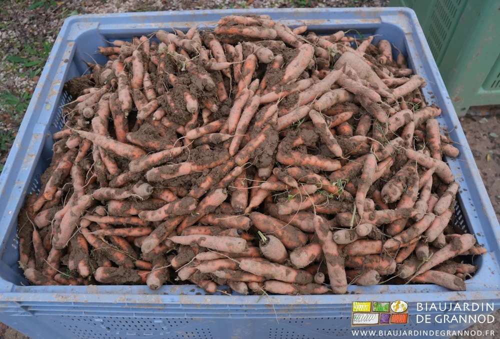 photo de carottes terreuse en palox