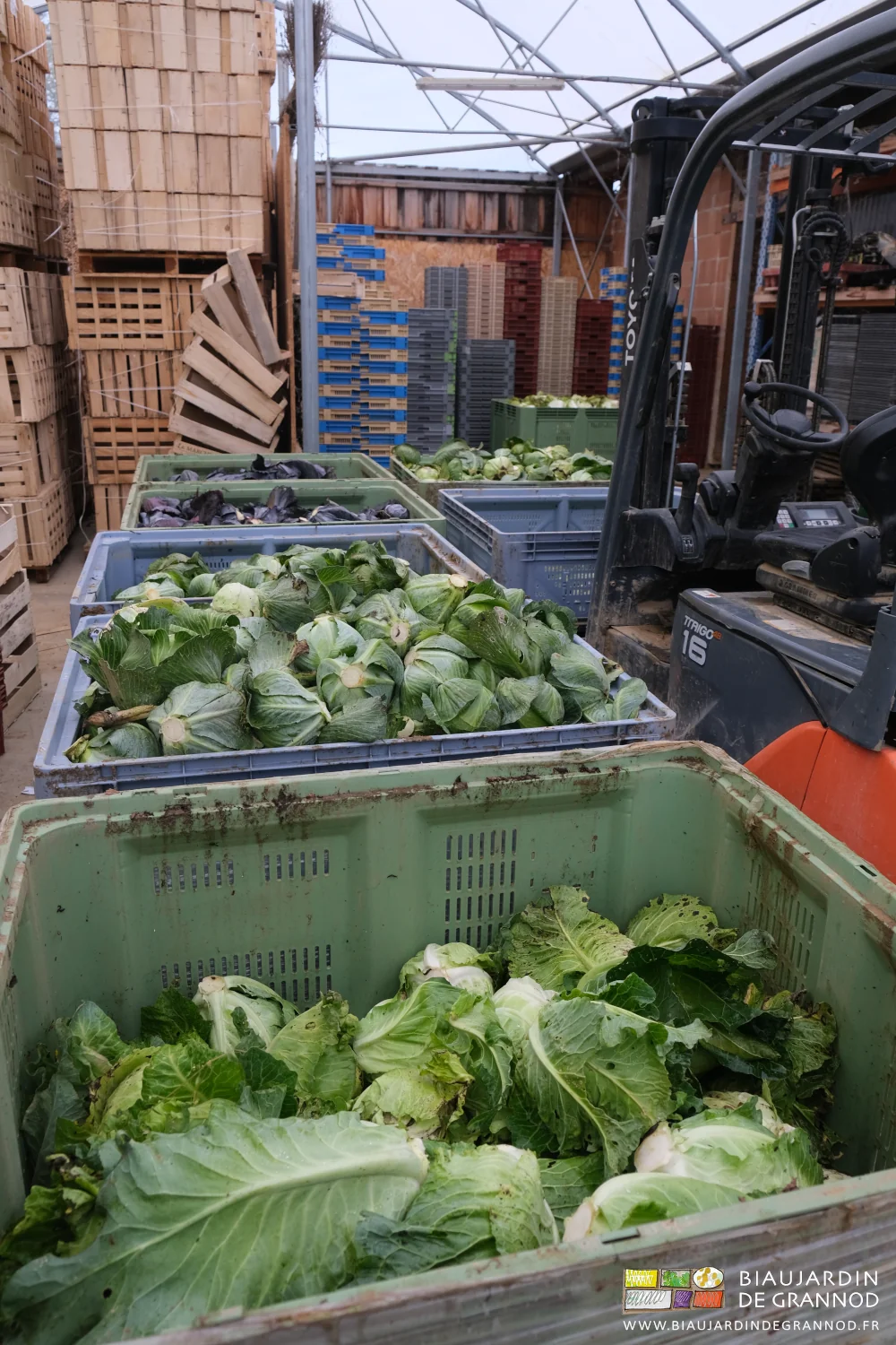 photo des palox de chou cabus rouge ou vert