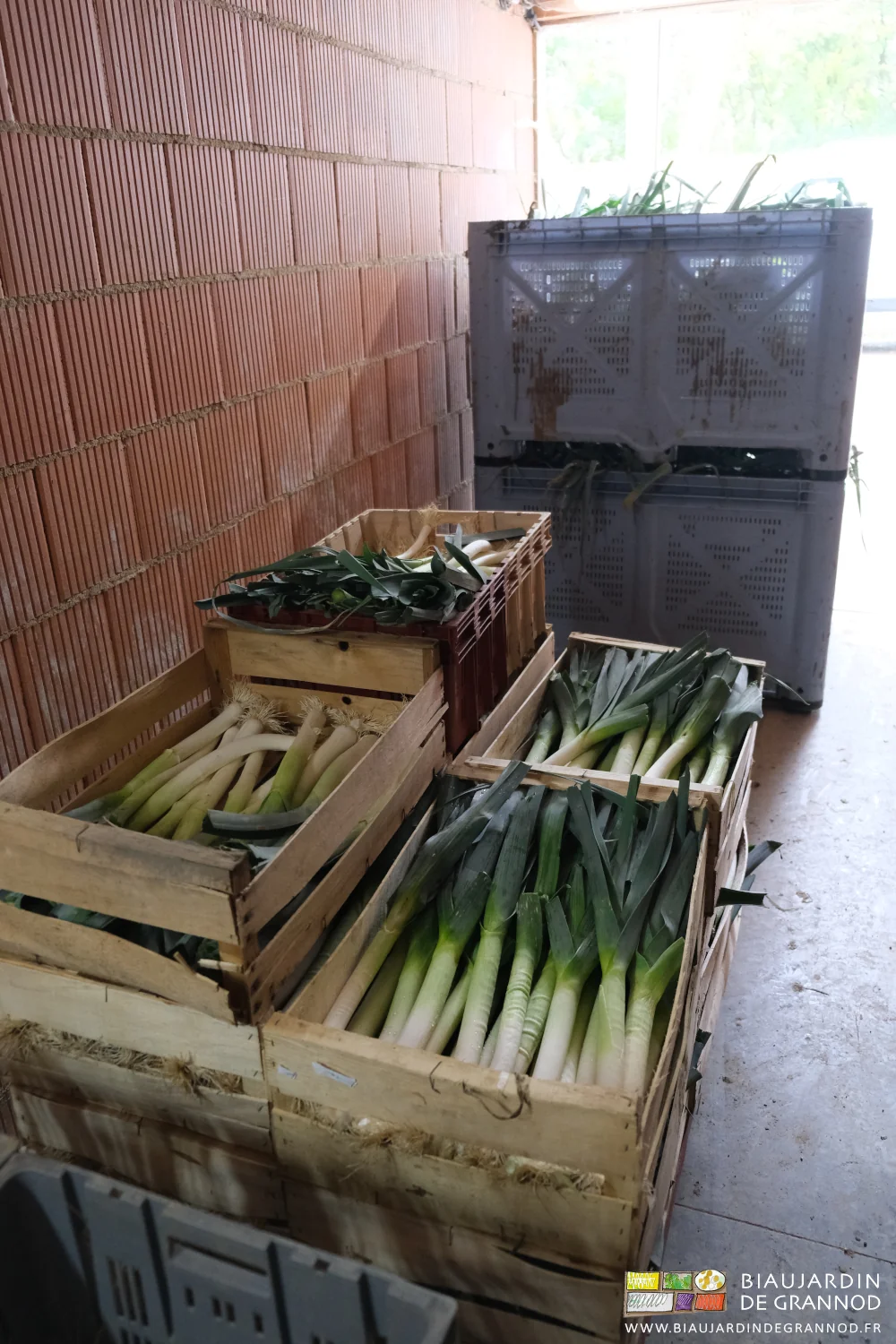 photo de palette de poireau prêts pour la livraison devant palox de poireau à préparer