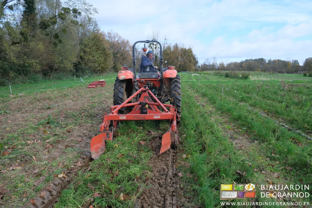 photo de Matthieu au tracteur avec l'arracheuse dans les planches de carotte