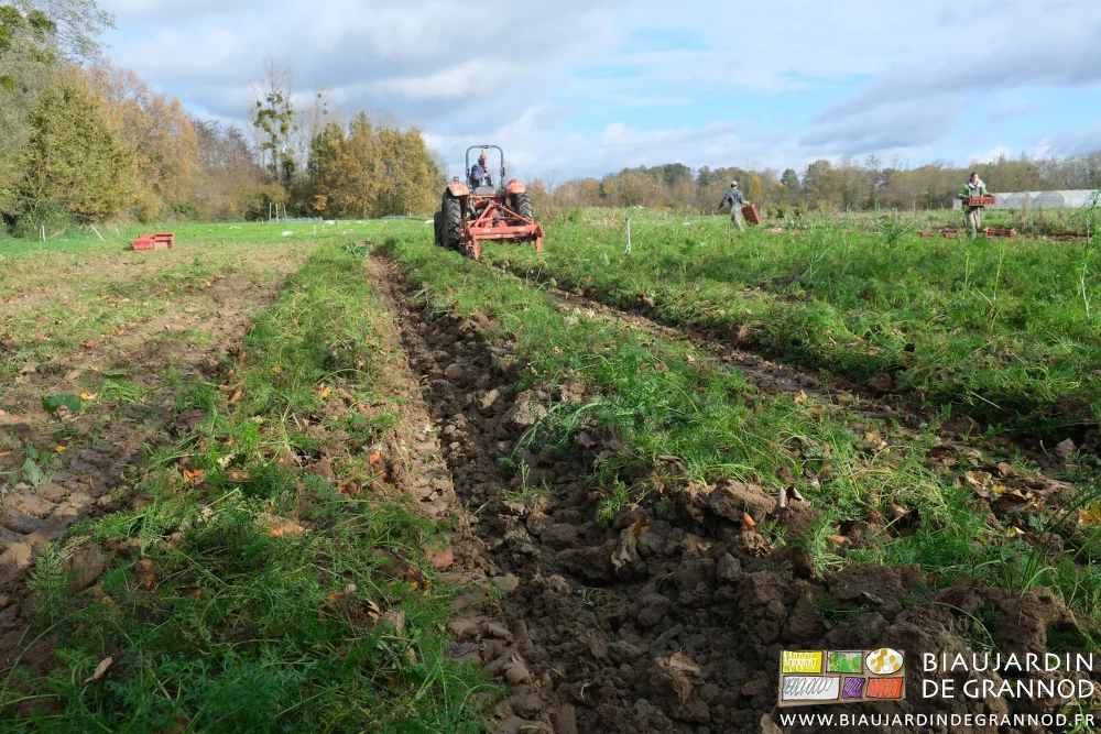 photo du carré de carotte en cours d'arrachage sous un bref coup de soleil