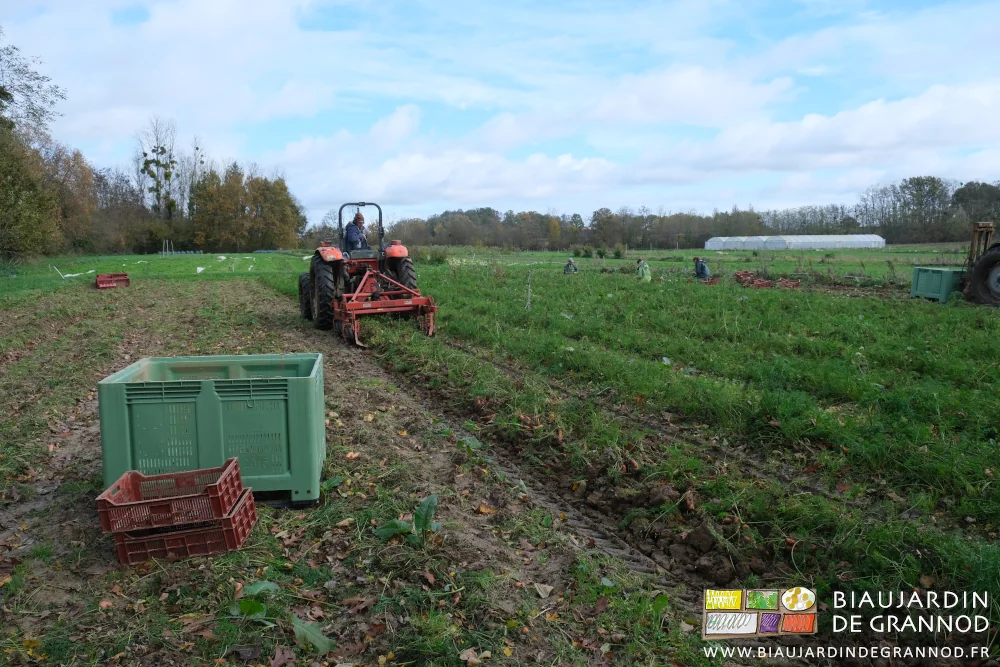 photo d'ensemble, palox, arrachage mécanique, mise en cagettes manuelle