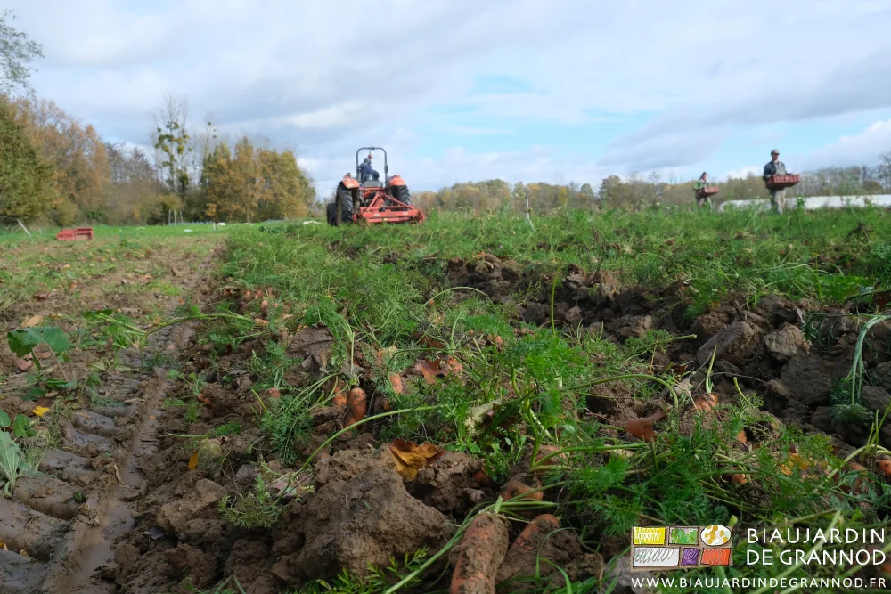 photo de l'arrachage du carré de carotte avec mottes en, premier plan