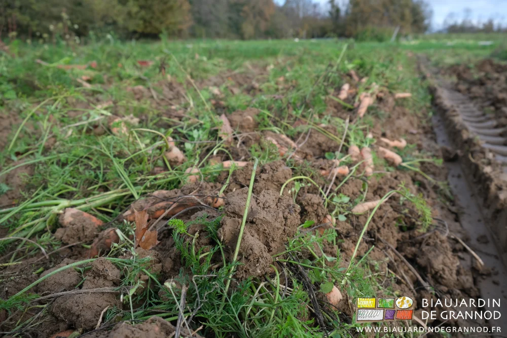 photo de carottes mélangées à mottes de terre, et traces d'arracheuse