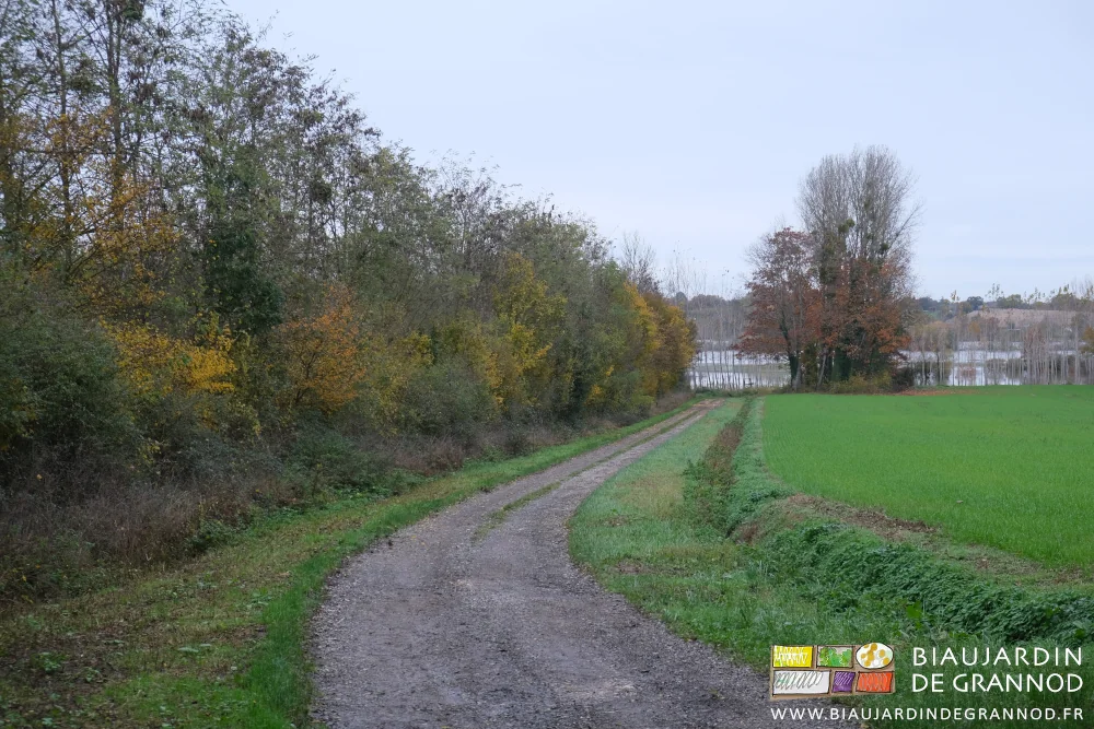 photo de l'enfilade de la haie du jardin et de la crue de la Seille