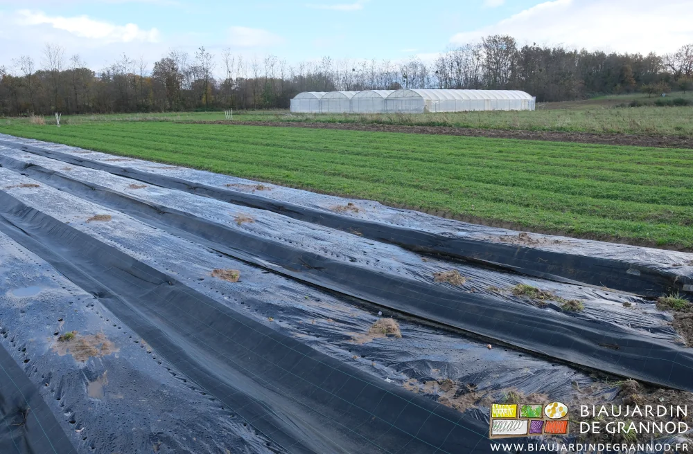 photo du carré de liliacées et des planches filmées après plantation de l'ail