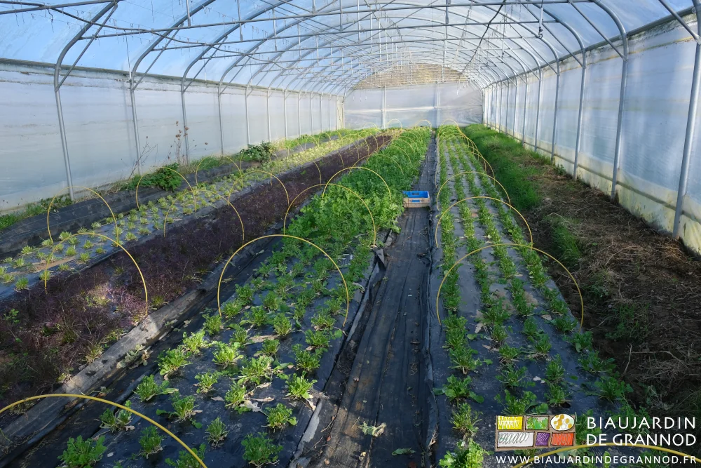 photo sous tunnel des arceaux fibre courbés pour plantation par dessus la planche