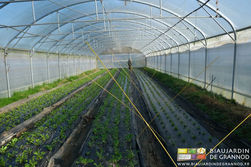 photo sous tunnel de la plantation des arceaux droits en fibre