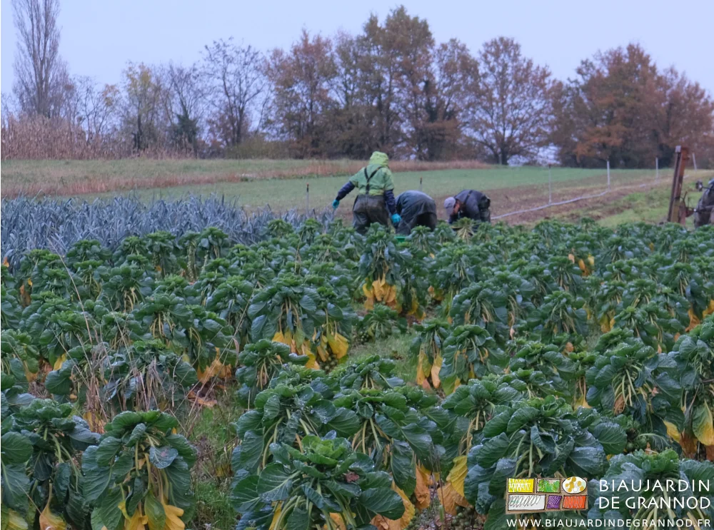 photo des Biaux jardiniers harnachés contre la pluie cueillant le chou de Bruxelles