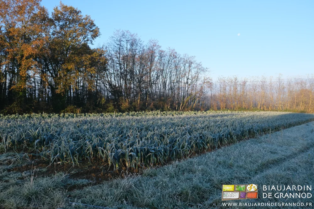 photo de poireau et Bruxelles givrés près de notre petit bois